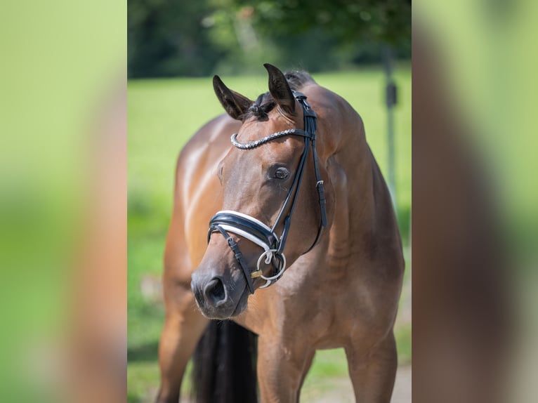 Oldenburg Mare 3 years 16 hh Bay-Dark in Bramsche