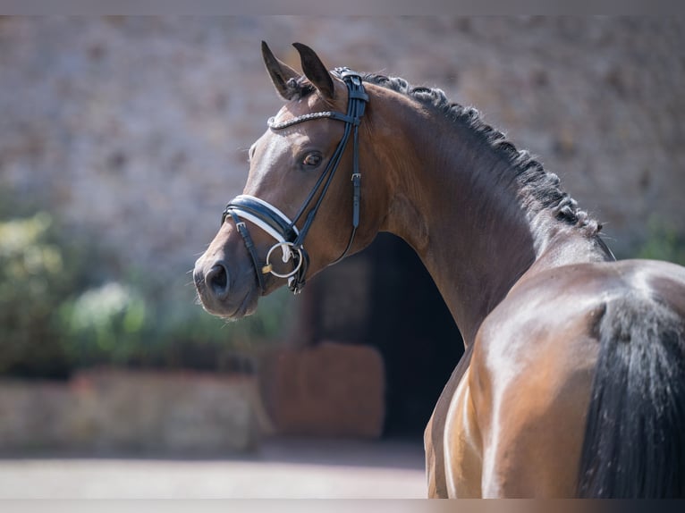 Oldenburg Mare 3 years 16 hh Bay-Dark in Bramsche