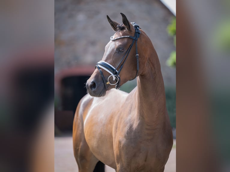 Oldenburg Mare 3 years 16 hh Bay-Dark in Bramsche