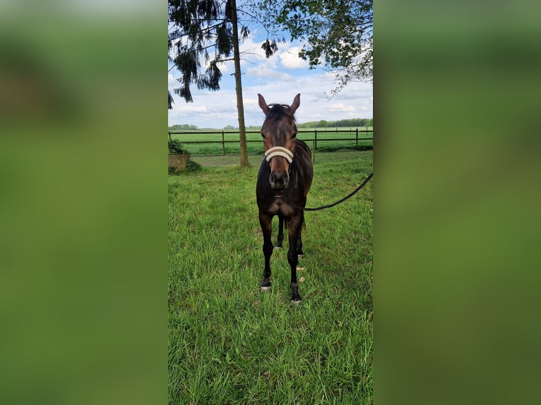 Oldenburg Mare 3 years 16 hh Bay-Dark in Lindern (Oldenburg)