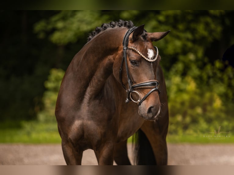 Oldenburg Mare 3 years 16 hh Bay-Dark in Wehringen