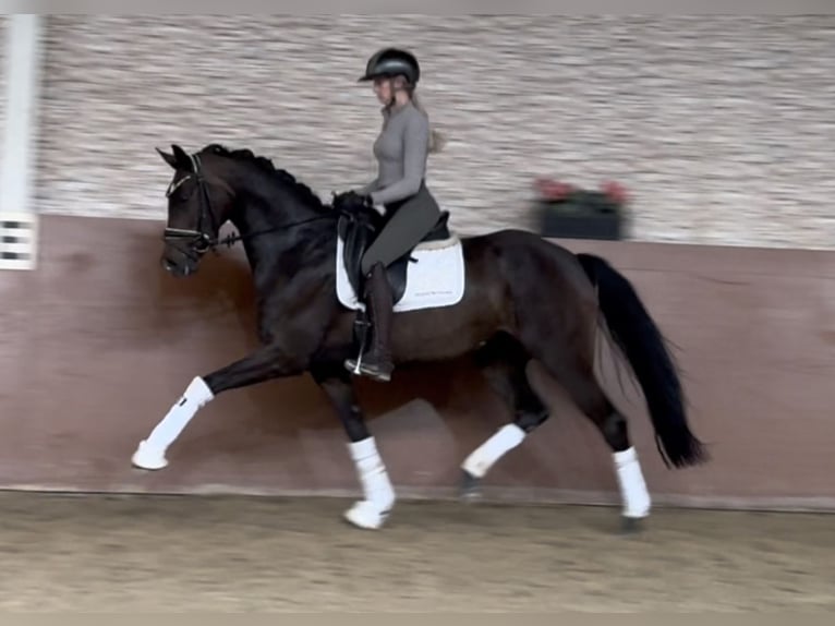 Oldenburg Mare 3 years 16 hh Bay-Dark in Wehringen