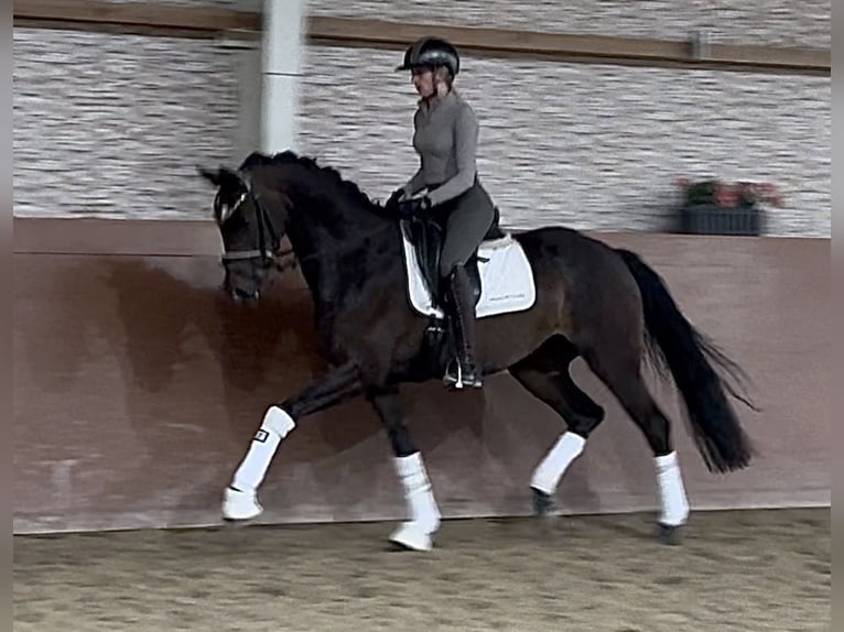 Oldenburg Mare 3 years 16 hh Bay-Dark in Wehringen