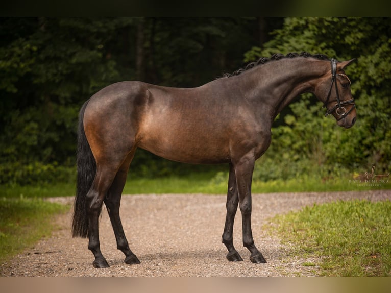 Oldenburg Mare 3 years 16 hh Bay-Dark in Wehringen