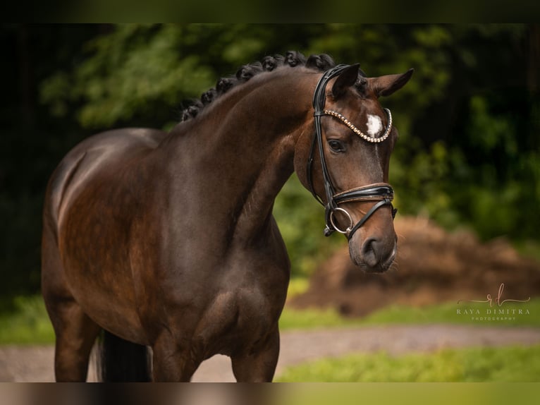 Oldenburg Mare 3 years 16 hh Bay-Dark in Wehringen