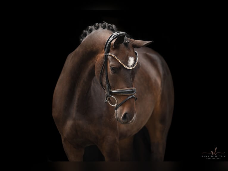 Oldenburg Mare 3 years 16 hh Bay-Dark in Wehringen