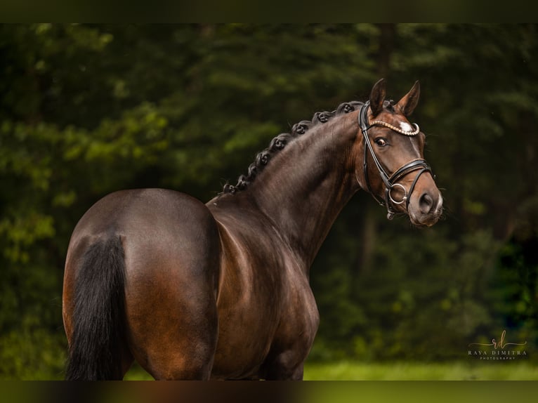 Oldenburg Mare 3 years 16 hh Bay-Dark in Wehringen