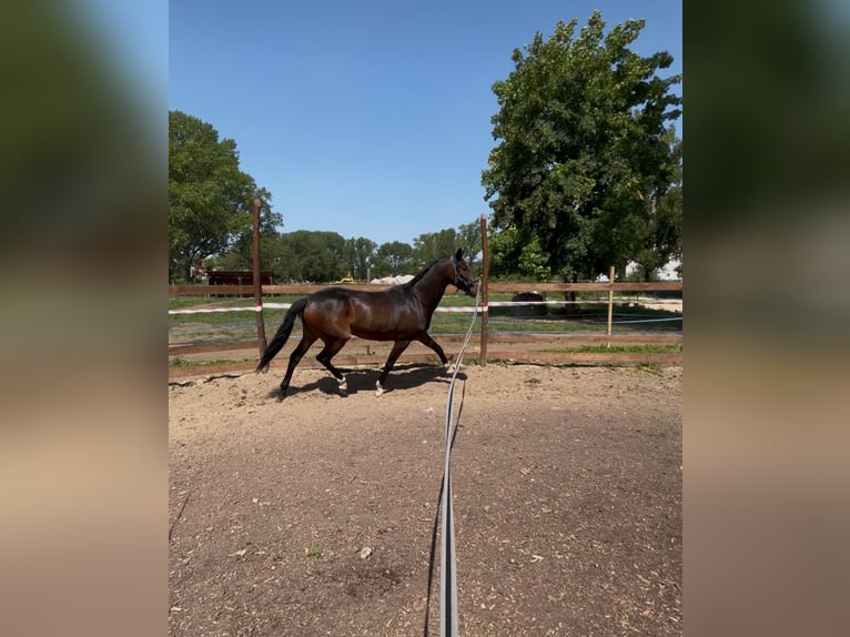 Oldenburg Mare 3 years 16 hh Bay-Dark in Budapest