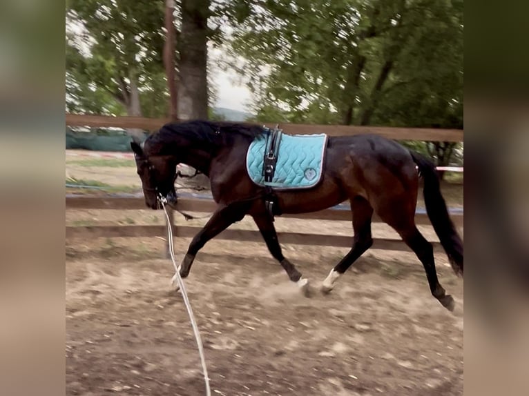 Oldenburg Mare 3 years 16 hh Bay-Dark in Budapest