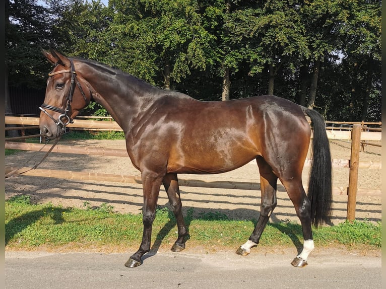 Oldenburg Mare 3 years 16 hh Bay-Dark in Neuenkirchen-Vörden