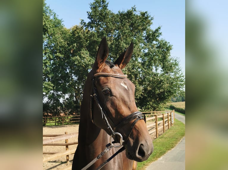 Oldenburg Mare 3 years 16 hh Bay-Dark in Neuenkirchen-Vörden