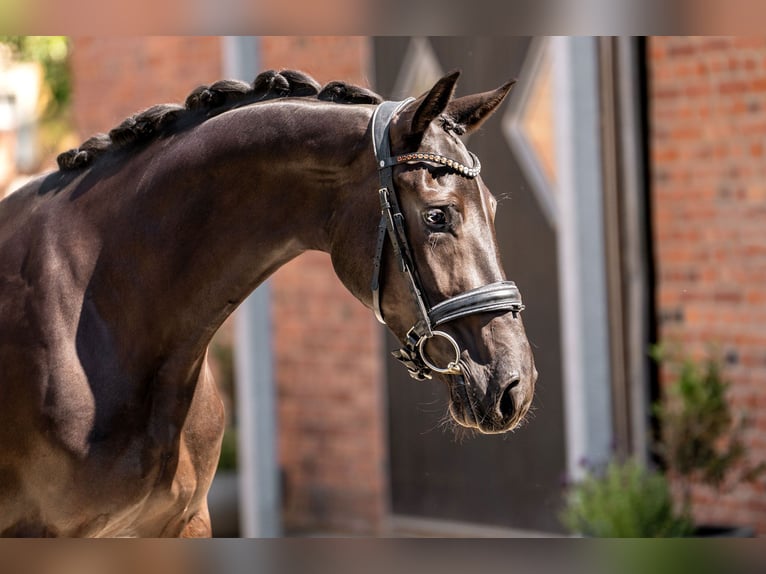 Oldenburg Mare 3 years 16 hh Black in Berlin