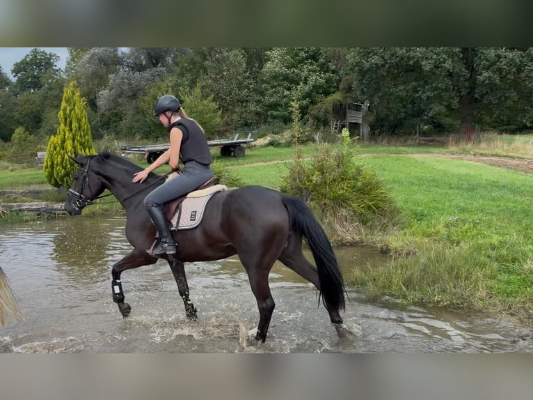 Oldenburg Mare 3 years 16 hh Black in Bramsche