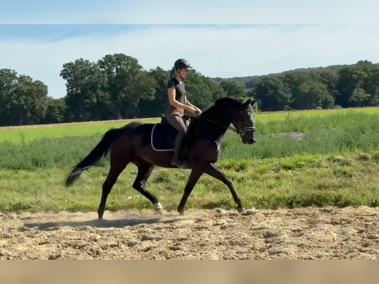 Oldenburg Mare 3 years 16 hh Black in Bramsche