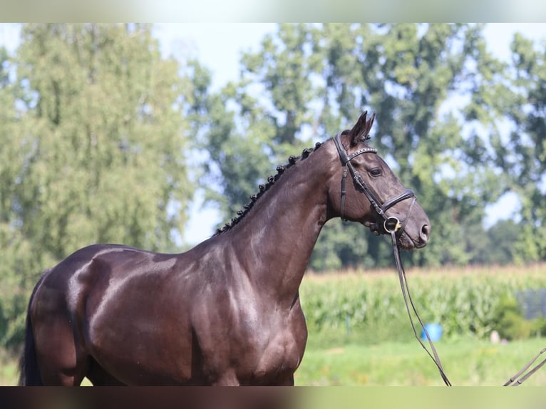 Oldenburg Mare 3 years 16 hh Black in Cappeln (Oldenburg)
