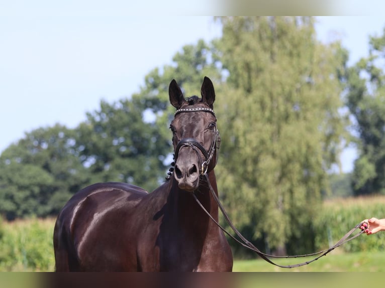 Oldenburg Mare 3 years 16 hh Black in Cappeln (Oldenburg)
