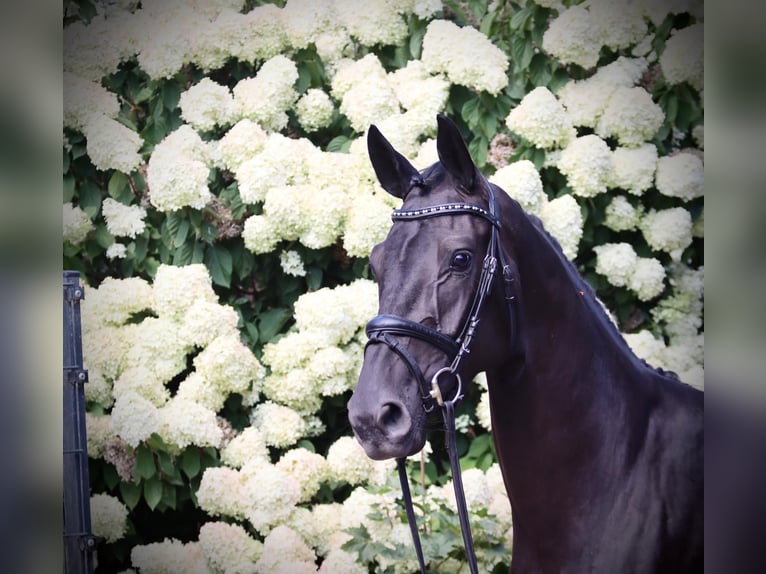 Oldenburg Mare 3 years 16 hh Black in Cappeln (Oldenburg)