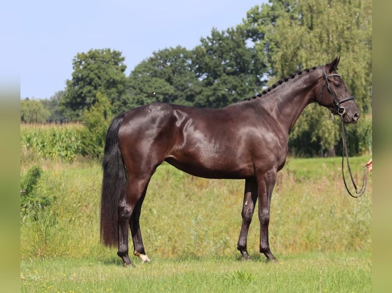 Oldenburg Mare 3 years 16 hh Black in Cappeln (Oldenburg)