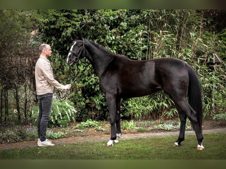 Oldenburg Mare 3 years 16 hh Black in Holdorf