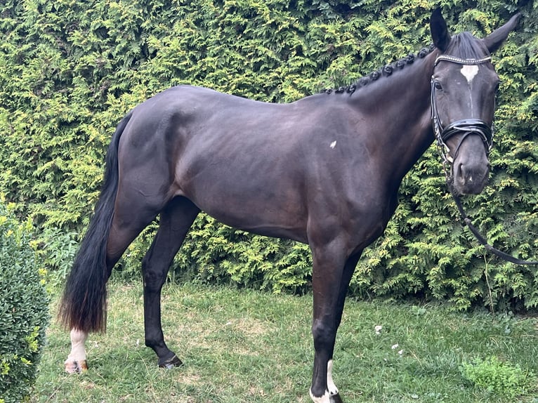 Oldenburg Mare 3 years 16 hh Black in Kleinfurra