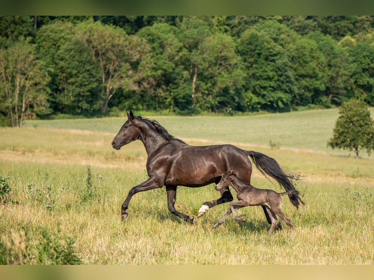 Oldenburg Mare 3 years 16 hh Black in Sondershausen