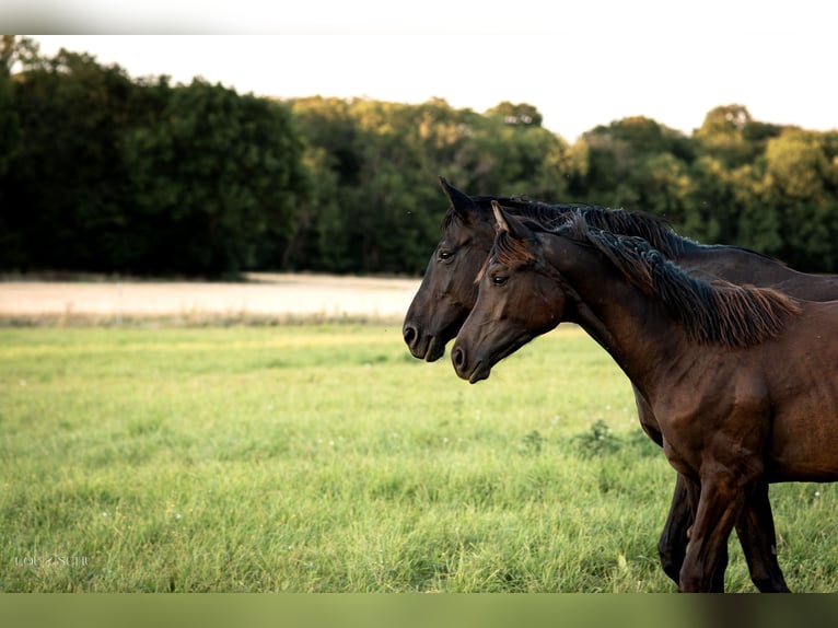 Oldenburg Mare 3 years 16 hh Black in Sondershausen