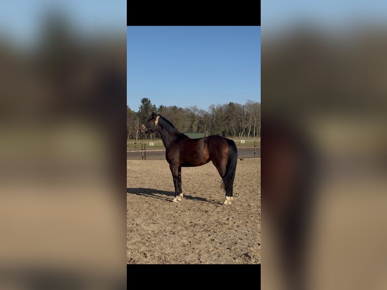 Oldenburg Mare 3 years 16 hh Brown in Worpswede