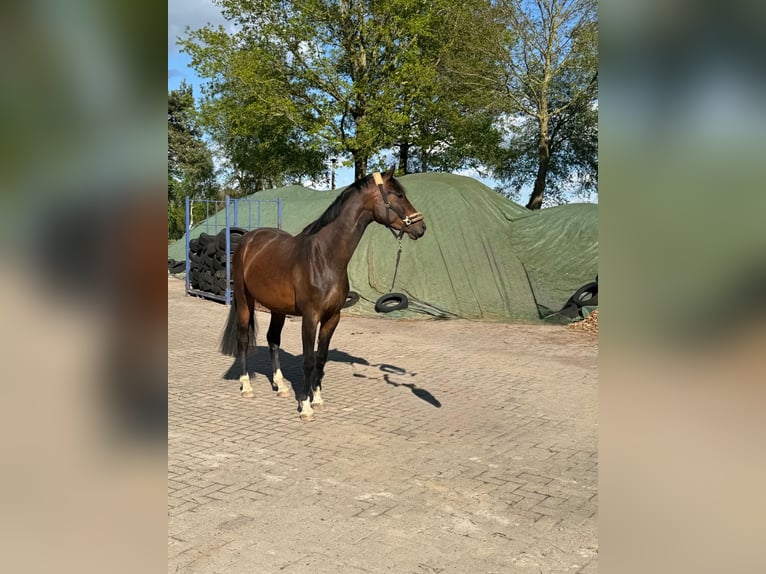 Oldenburg Mare 3 years 16 hh Brown in Worpswede