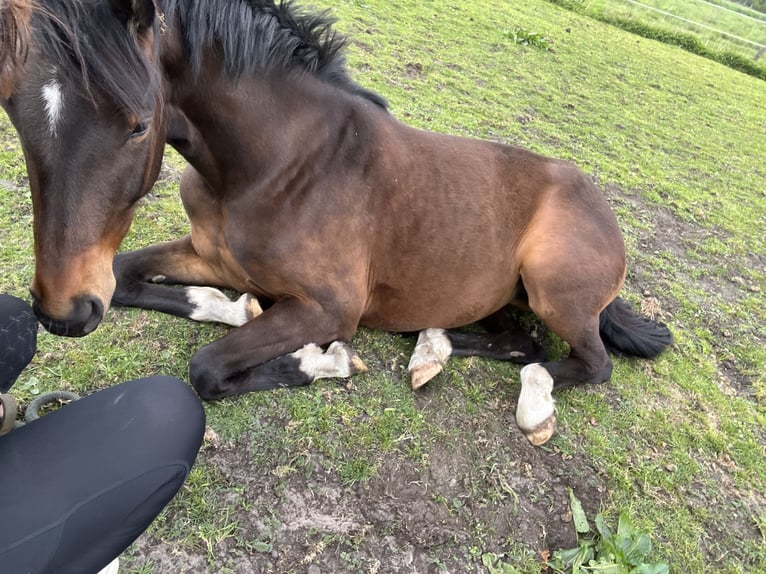 Oldenburg Mare 3 years 16 hh Brown in Worpswede