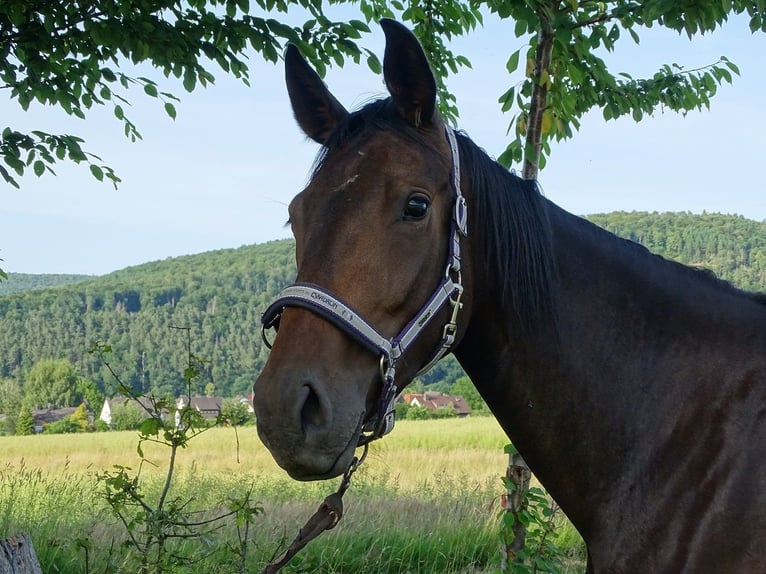 Oldenburg Mare 3 years 16 hh Brown in Fuldatal