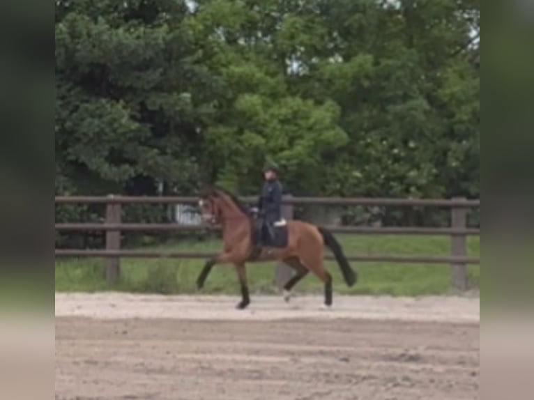 Oldenburg Mare 3 years 16 hh Brown in Schierensee