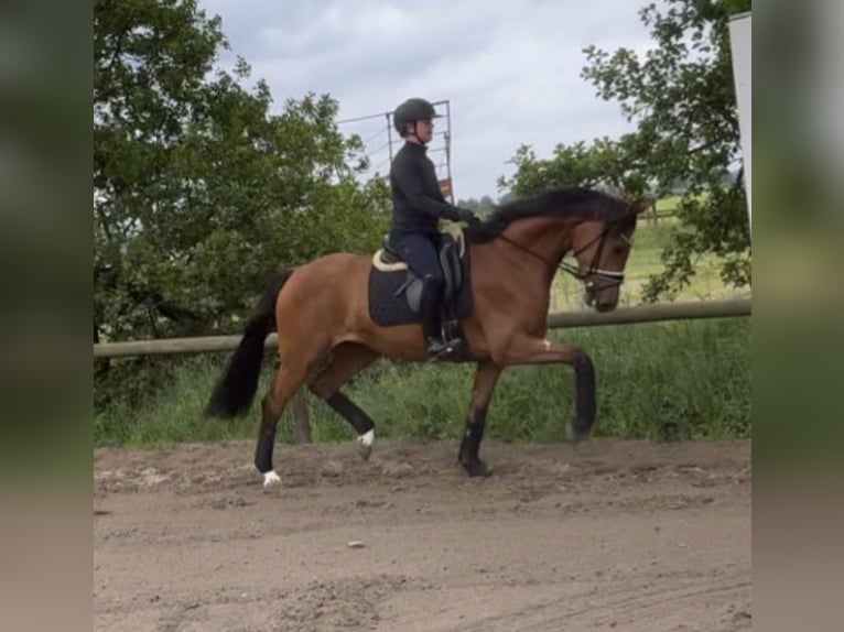 Oldenburg Mare 3 years 16 hh Brown in Schierensee