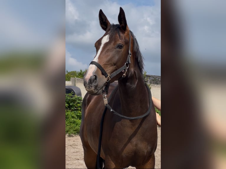 Oldenburg Mare 3 years 16 hh Brown in Varel