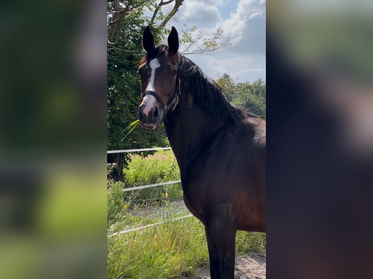 Oldenburg Mare 3 years 16 hh Brown in Varel