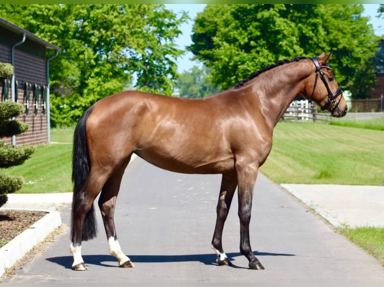 Oldenburg Mare 3 years 16 hh Brown in Berne