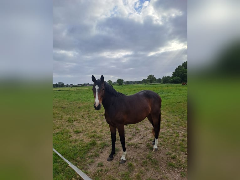 Oldenburg Mare 3 years 16 hh Brown in Varel