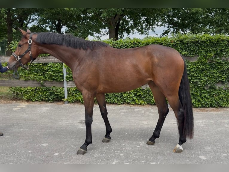 Oldenburg Mare 3 years 16 hh Brown in Stramproy