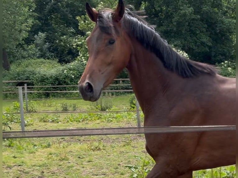 Oldenburg Mare 3 years 16 hh Brown in Stramproy