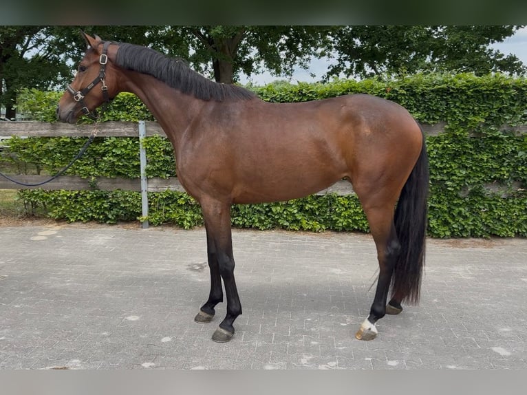 Oldenburg Mare 3 years 16 hh Brown in Stramproy