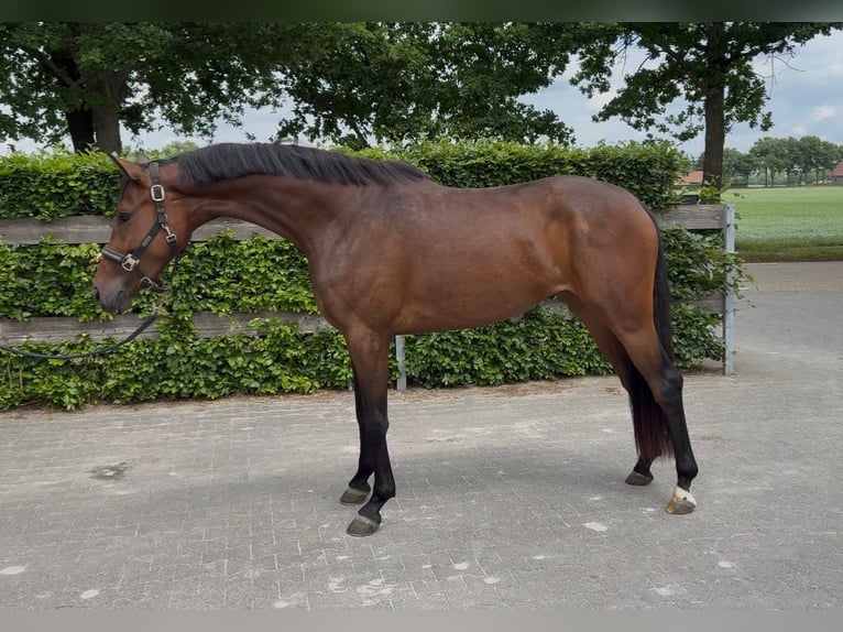Oldenburg Mare 3 years 16 hh Brown in Stramproy