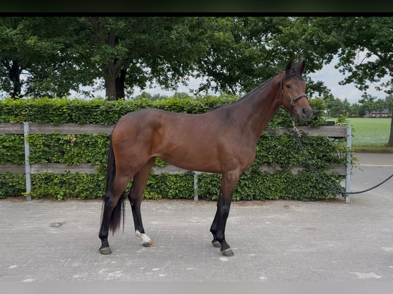 Oldenburg Mare 3 years 16 hh Brown in Stramproy