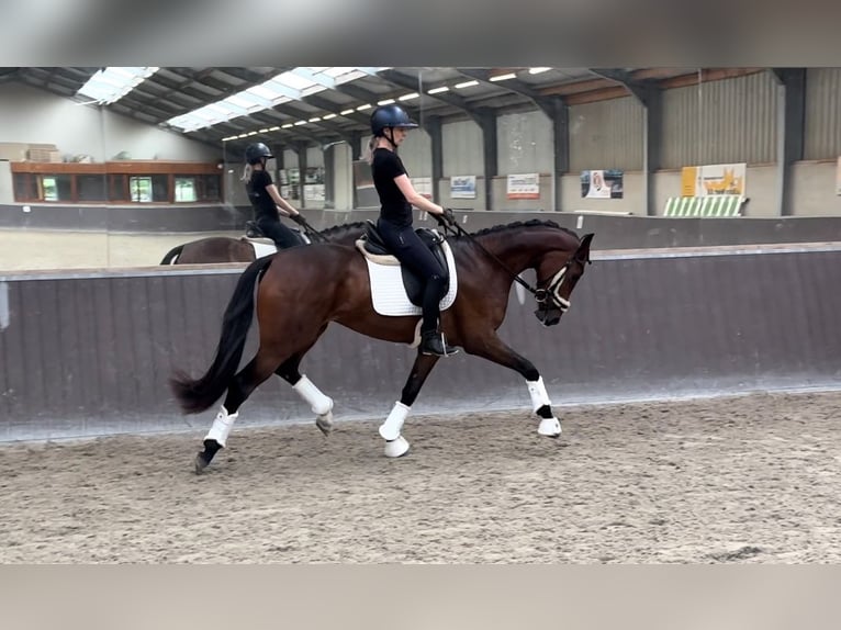 Oldenburg Mare 3 years 16 hh Brown in Stramproy