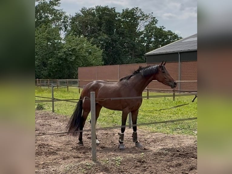 Oldenburg Mare 3 years 16 hh Brown in Stramproy