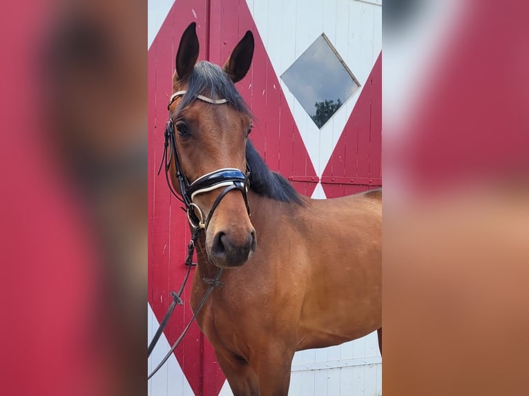 Oldenburg Mare 3 years 16 hh Brown in Ennigerloh