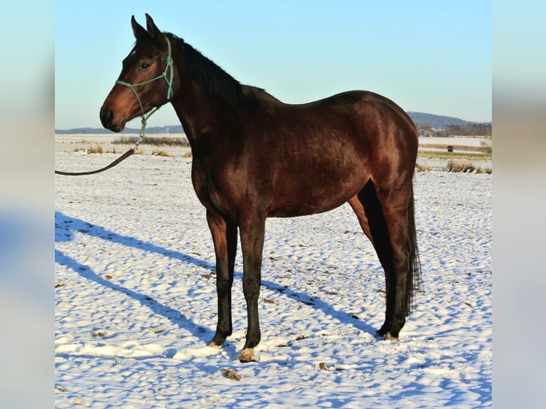 Oldenburg Mare 3 years 16 hh Brown in Groß siehharts