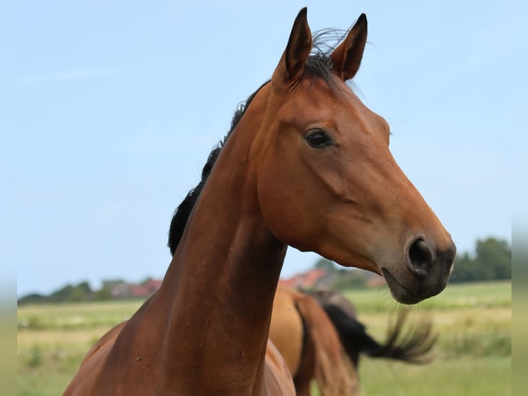 Oldenburg Mare 3 years 16 hh Brown in L&#xFC;nne