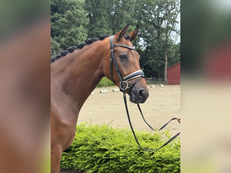 Oldenburg Mare 3 years 16 hh Brown in Visbek