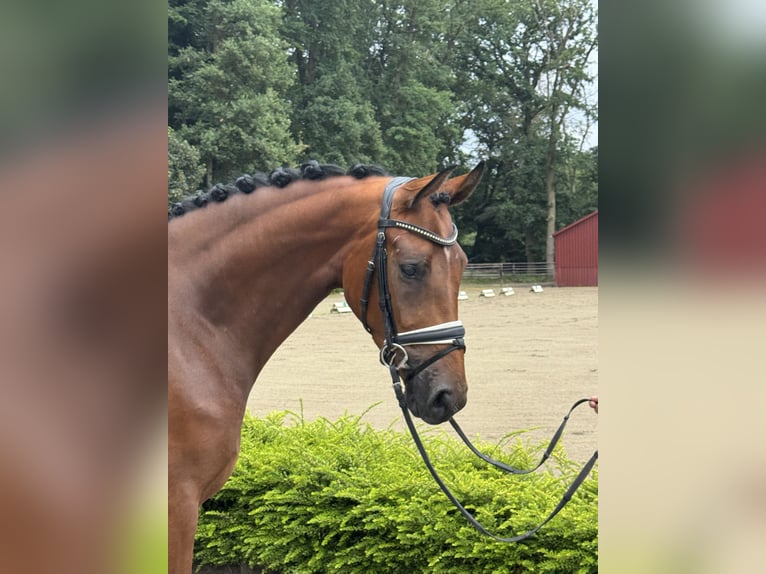 Oldenburg Mare 3 years 16 hh Brown in Visbek