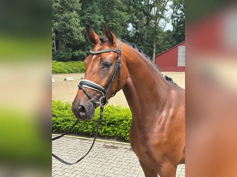 Oldenburg Mare 3 years 16 hh Brown in Visbek