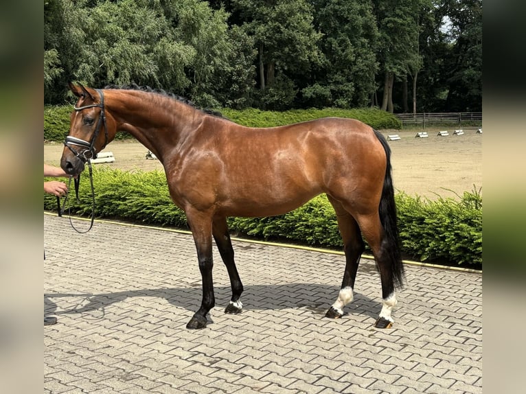 Oldenburg Mare 3 years 16 hh Brown in Visbek